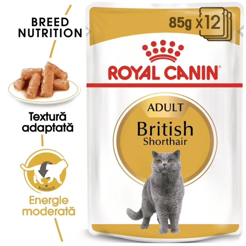 Hrana umedă Royal Canin British Shorthair Adult — Caracteristici, preț și verdict