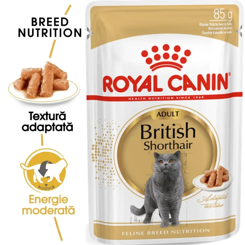 Hrana umedă Royal Canin British Shorthair Adult în sos — Caracteristici și păreri despre calitate